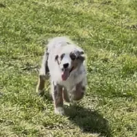 Glowing girl “Adele”, a female Miniature American Shepherd for sale in Paxton, IL – Photo 1 of 6