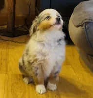 Glowing girl “Adele”, a female Miniature American Shepherd for sale in Paxton, IL – Photo 2 of 9