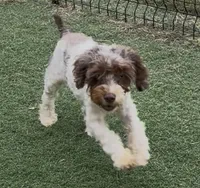 Chelsea “Barbie” , a female Cocker Spaniel and Poodle - Miniature  for sale in Paxton, IL – 4 of 10