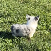 Halo “Auggie”, a female Pembroke Welsh Corgi and Miniature Australian Shepherd for sale in Paxton, IL – 3 of 5