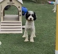 Bob, a male Cocker Spaniel and Poodle - Miniature  for sale in Paxton, IL – 5 of 10