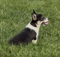 Raegan “Josie” , a female Pembroke Welsh Corgi for sale in Paxton, IL – 4 of 10
