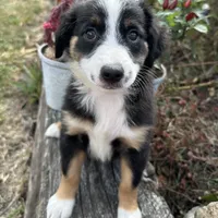 Beauty “Brawnley”, a female Miniature American Shepherd for sale in Paxton, IL – Photo 4 of 7