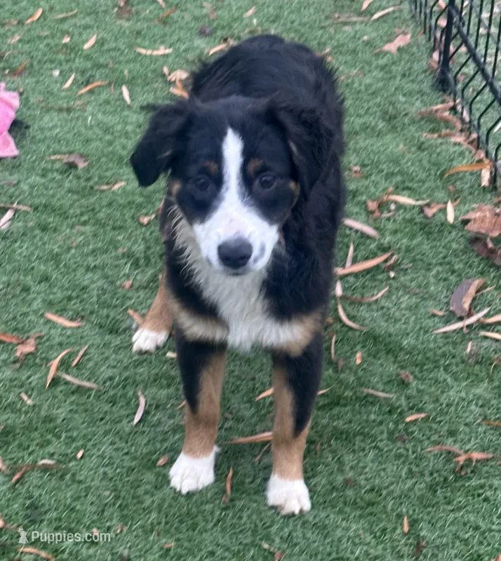 Beauty “Brawnley”