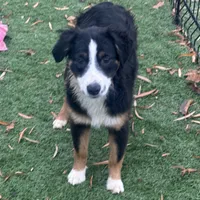 Beauty “Brawnley”, a female Miniature American Shepherd for sale in Paxton, IL – Photo 1 of 7