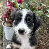 Beauty “Brawnley”, a female Miniature American Shepherd for sale in Paxton, IL – Photo 2 of 7