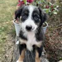 Beauty “Brawnley”, a female Miniature American Shepherd for sale in Paxton, IL – Photo 6 of 7
