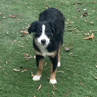 Beauty “Brawnley”, a female Miniature American Shepherd for sale in Paxton, IL – Photo 7 of 7