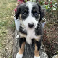 Beauty “Brawnley”, a female Miniature American Shepherd for sale in Paxton, IL – Photo 3 of 7