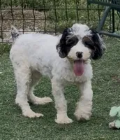 Bob, a male Cocker Spaniel and Poodle - Miniature  for sale in Paxton, IL – 7 of 10