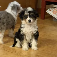 Moana “Sprite”, a female Aussiedoodle and Poodle - Toy  for sale in Paxton, IL – Photo 7 of 10
