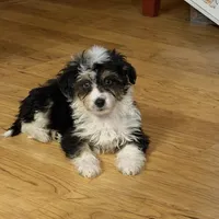 Moana “Sprite”, a female Aussiedoodle and Poodle - Toy  for sale in Paxton, IL – Photo 6 of 10