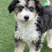 Moana “Sprite”, a female Aussiedoodle and Poodle - Toy  for sale in Paxton, IL – Photo 3 of 10
