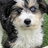 Moana “Sprite”, a female Aussiedoodle and Poodle - Toy  for sale in Paxton, IL – Photo 2 of 10