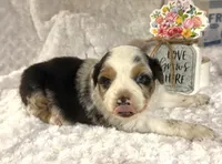 Belt “Party girl”, a male Miniature American Shepherd for sale in Paxton, IL – Photo 3 of 3