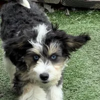 Moana “Sprite”, a female Aussiedoodle and Poodle - Toy  for sale in Paxton, IL – Photo 10 of 10