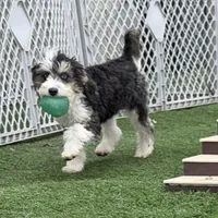 Moana “Sprite”, a female Aussiedoodle and Poodle - Toy  for sale in Paxton, IL – Photo 1 of 10