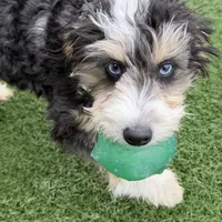 Moana “Sprite”, a female Aussiedoodle and Poodle - Toy  for sale in Paxton, IL – Photo 8 of 10