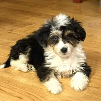 Moana “Sprite”, a female Aussiedoodle and Poodle - Toy  for sale in Paxton, IL – Photo 4 of 10