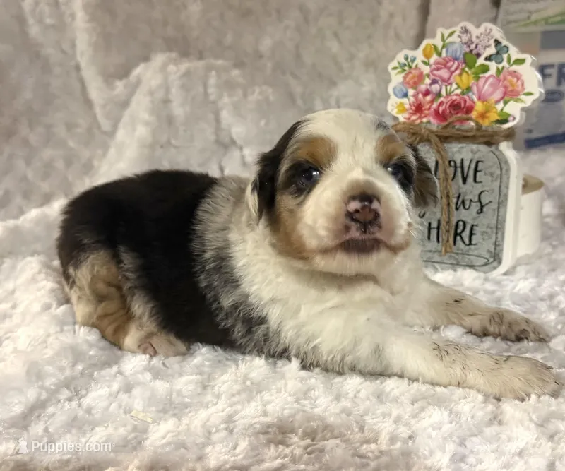 Belt “Party girl”, a male Miniature American Shepherd for sale in Paxton, IL – Photo 1 of 3