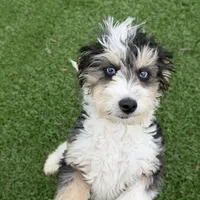 Moana “Sprite”, a female Aussiedoodle and Poodle - Toy  for sale in Paxton, IL – Photo 9 of 10