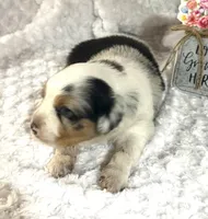 Belt “Party girl”, a male Miniature American Shepherd for sale in Paxton, IL – Photo 2 of 3