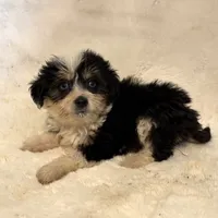 Moana “Sprite”, a female Aussiedoodle and Poodle - Toy  for sale in Paxton, IL – Photo 5 of 10