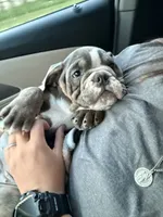 Penelope, a female English Bulldog for sale in Fort Wayne, IN – 4 of 6