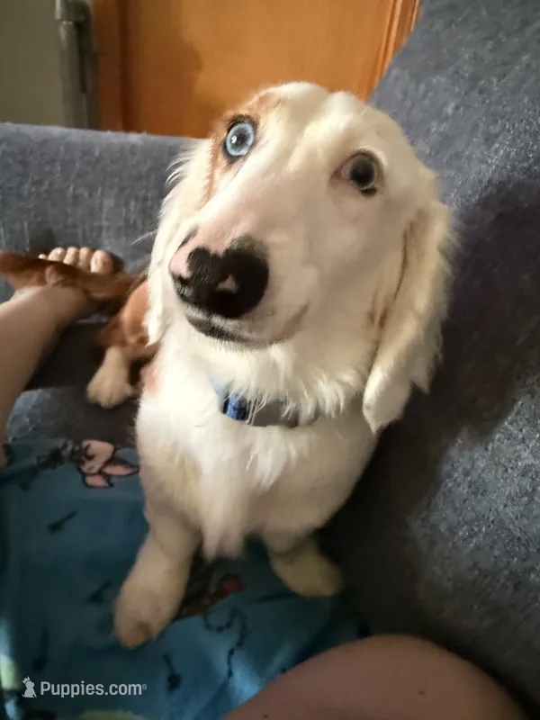 Oscar – Miniature Dachshund puppy for sale in Fort Wayne, IN