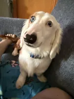 Oscar, a male Miniature Dachshund for sale in Fort Wayne, IN – 1 of 5