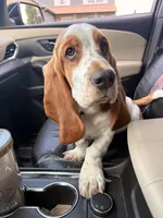 EllieMae, a female Basset Hound for sale in Fort Wayne, IN – 3 of 4