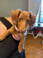 Murphy, a female Dachshund and Miniature Dachshund for sale in Fort Wayne, IN – Photo 1 of 5