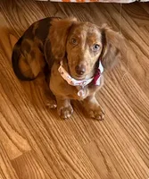 Murphy, a female Dachshund and Miniature Dachshund for sale in Fort Wayne, IN – Photo 2 of 5