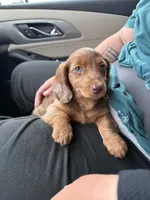 Murphy, a female Dachshund and Miniature Dachshund for sale in Fort Wayne, IN – Photo 4 of 5