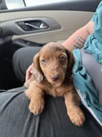 Murphy, a female Dachshund and Miniature Dachshund for sale in Fort Wayne, IN – Photo 5 of 5
