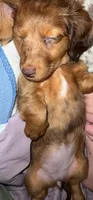 Murphy, a female Dachshund and Miniature Dachshund for sale in Fort Wayne, IN – Photo 3 of 5