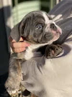 Penelope, a female English Bulldog for sale in Fort Wayne, IN – 5 of 6