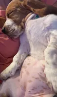 EllieMae, a female Basset Hound for sale in Fort Wayne, IN – 2 of 4