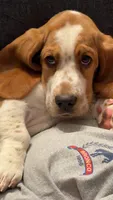EllieMae, a female Basset Hound for sale in Fort Wayne, IN – 1 of 4