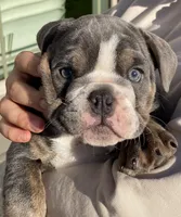 Penelope, a female English Bulldog for sale in Fort Wayne, IN – 3 of 6