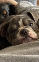 Penelope, a female English Bulldog for sale in Fort Wayne, IN – 2 of 6