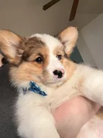 Beau, a male Cardigan Welsh Corgi for sale in Fort Wayne, IN – Photo 2 of 3