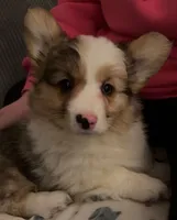 Beau, a male Cardigan Welsh Corgi for sale in Fort Wayne, IN – Photo 3 of 3