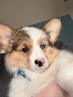 Beau, a male Cardigan Welsh Corgi for sale in Fort Wayne, IN – Photo 1 of 3