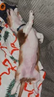 Oscar, a male Miniature Dachshund for sale in Fort Wayne, IN – 4 of 5