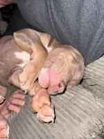 Brutus, a male American Bully for sale in Fort Wayne, IN – Photo 3 of 5