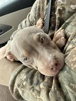 Brutus, a male American Bully for sale in Fort Wayne, IN – Photo 4 of 5