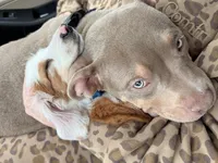 Brutus, a male American Bully for sale in Fort Wayne, IN – Photo 5 of 5