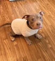 Brutus, a male American Bully for sale in Fort Wayne, IN – Photo 2 of 5
