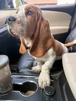 EllieMae, a female Basset Hound for sale in Fort Wayne, IN – 4 of 4